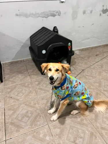 Doa-se cachorro - fêmea