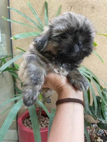 Shih tzu filhote