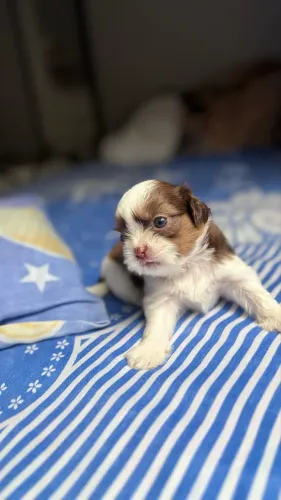 Vendo macho shitzu