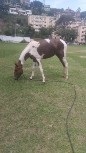 Vendo cavalo 3anos e meio capão macha Picasa mm