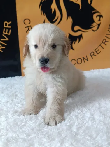 Golden Retriever para quem busca um cão de porte médio/grande