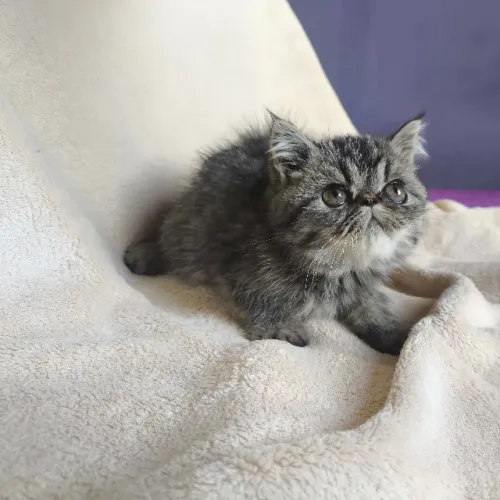 Filhotes de Gato Persa Pelo Longo e Exótico