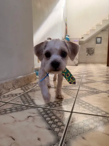 Cachorro Filhote 