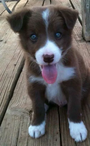 Border Collie - O Pet Ideal Para Criar Novas Histórias