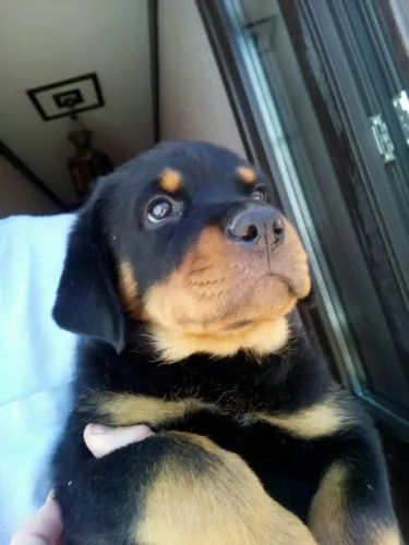 Rottweiler Mais calor no coração, menos frio na rotina