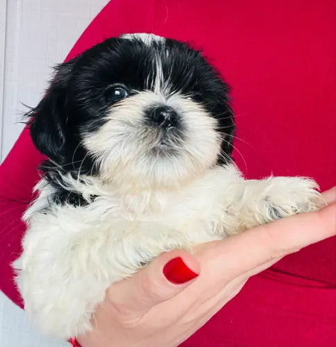 Filhotes de Shih-tzu disponíveis!