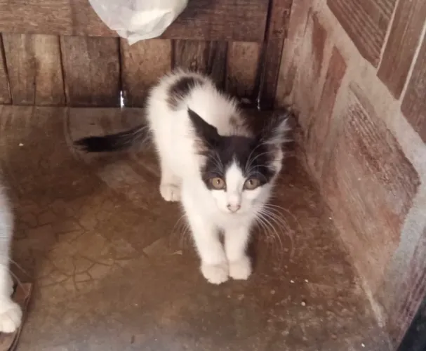 Gatinhas filhotes para adoção responsável urgente