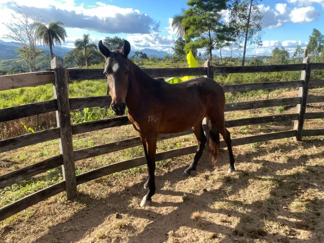 Potra registrada de 2 anos | Filha de Orgulho do Cantagallo