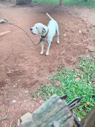 Vendo filhotes de dogo argentino, pais no local 