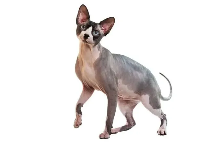 Sphynx