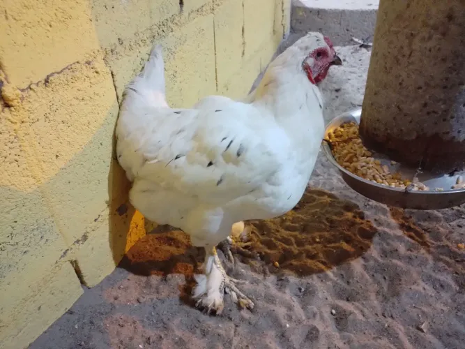 Criatório Lova Deus promoções mês do consumidor Galinha Brhama White no precinho.