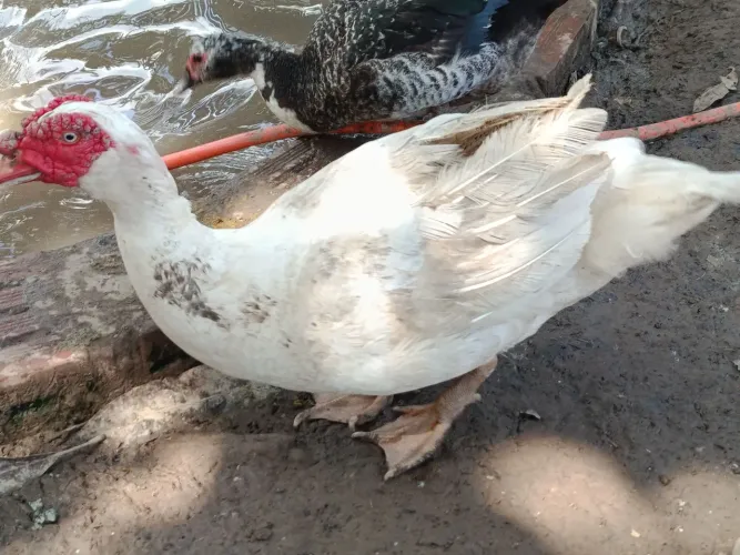 Pato macho100 reais a unidade. Bem saudáveis. Grande 