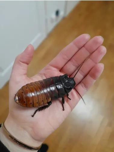 Madagascar baratas gigantes 