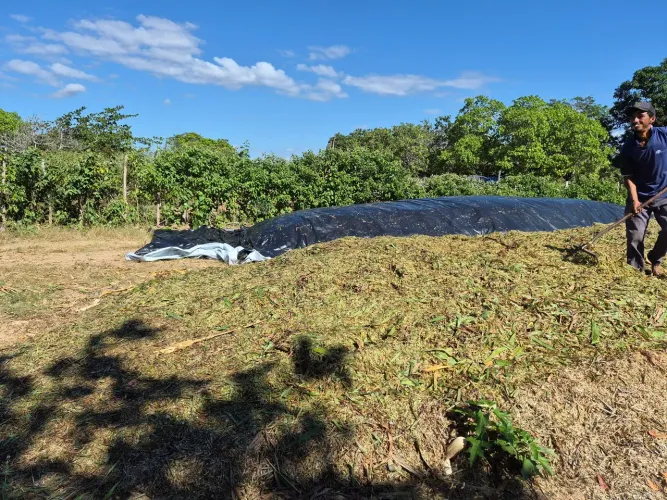 Silagem de milho e sorgo.