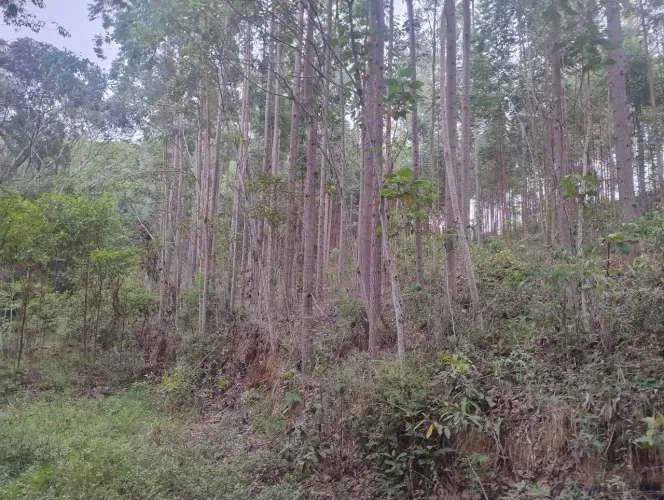Floresta Eucalipto Cloeziano