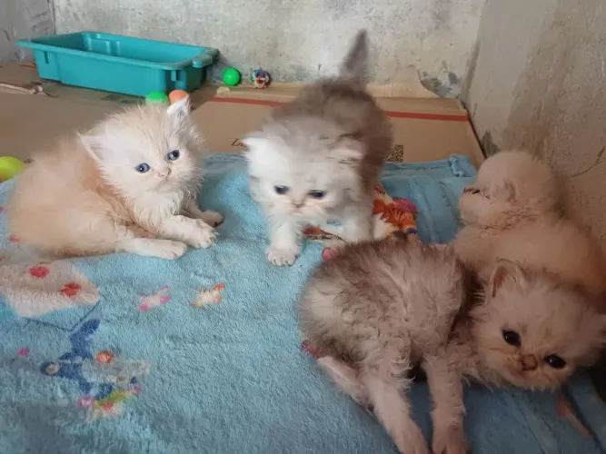 LINDOS FILHOTES DE GATO PERSA