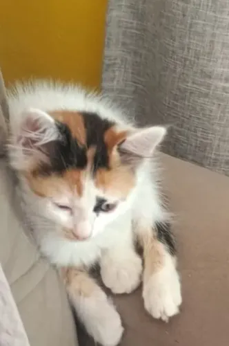 Gatinha para adoção responsável linnnnnnda tricolor, mansinha somente para lares telados