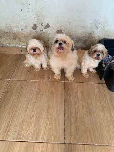 Três shih-tzu fêmea