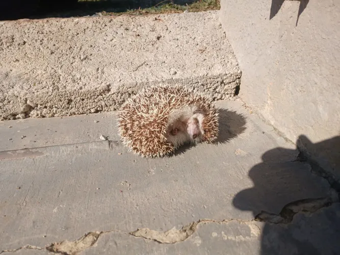 Mini porco espinho fêmea 