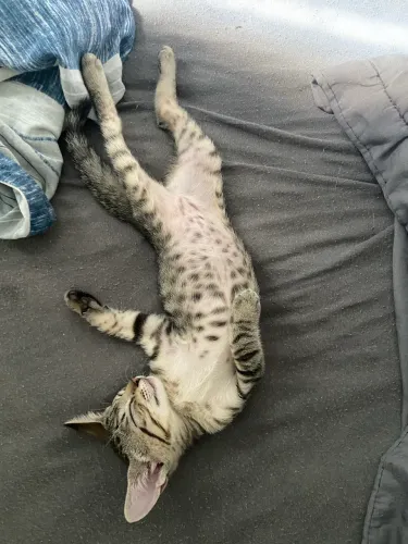 GATINHA DISPONÍVEL PRA ADOÇÃO