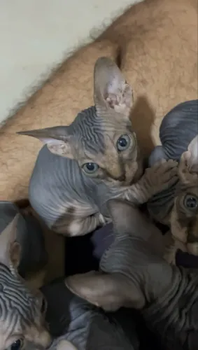 Filhotes de Sphynx inteiros (não castrados)