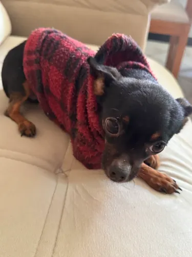 Chihuahua macho adulto troco