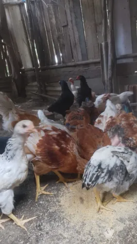 LOTE DE Frango