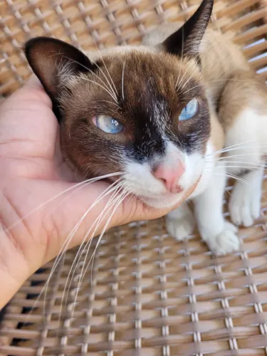 Gatinho para adoção responsável 