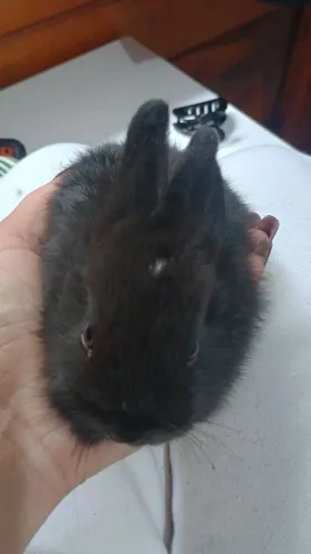 Vendo coelhos anão nerteland 
