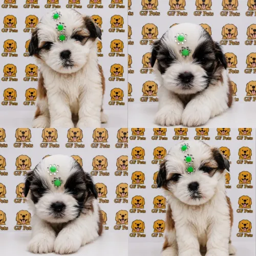 Shih tzu macho e fêmea com Garantia e Procedencia