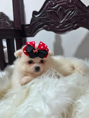 Lulu da Pomerânia
