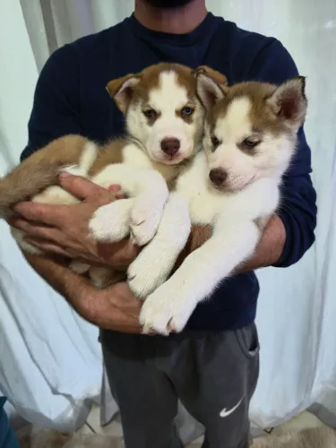 Husky Siberiano filhotes