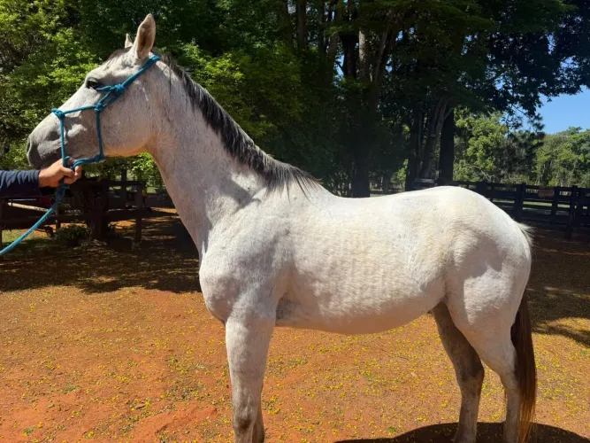 Cavalo Quarto de Milha
