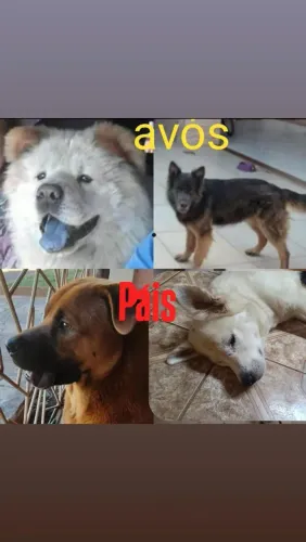Vendo filhotes de cães de guarda