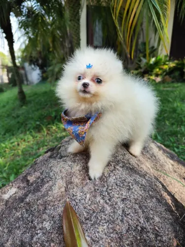 Lulu da Pomerânia Branco Anão 