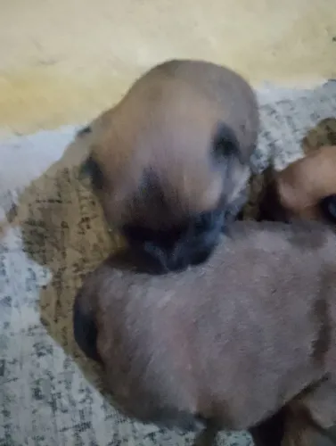 Vênde filhotes de Chow Chow 