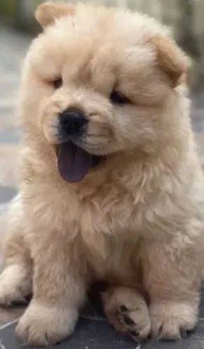 Filhote Chow Chow Fêmea Extremamente Peluda