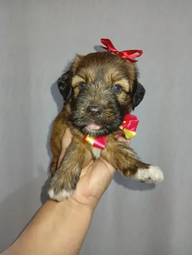 shipoo ben peludinha e pequena 350 Respondo pelo 9975I649I