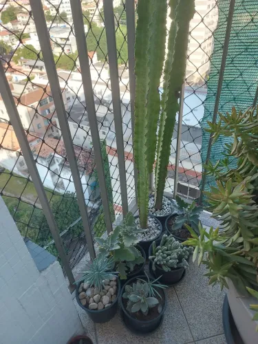 Kit 7 Plantas Suculentas