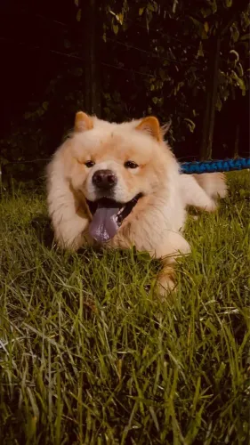 Doa-se Cachorro 