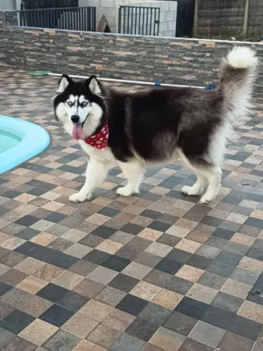 VENDO UMA HUSKY SIBERIANO FÊMEA 