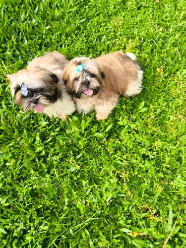 Lindos machinhos shih tzu