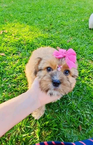 Lhasa Apso