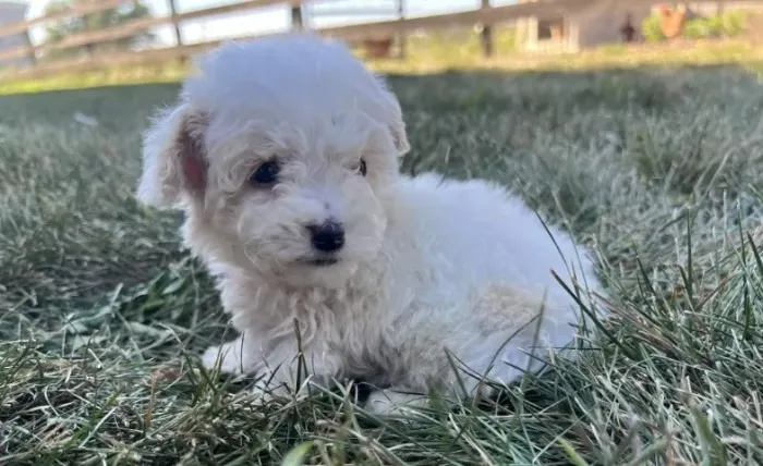 Poodle Toy Macho Selecionado. 