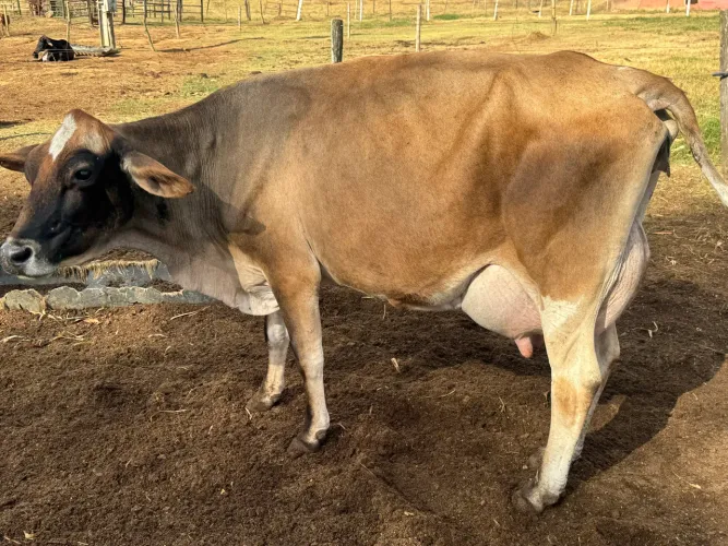 Vacas