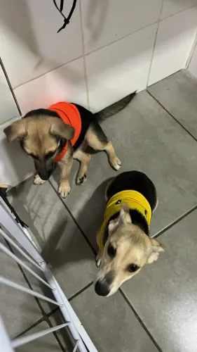 Cachorrinhas filhotes para DOAÇÃO