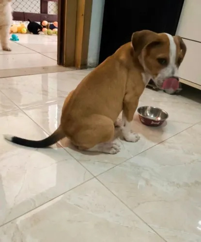 Vendo ou troco filhote de pitmonster 