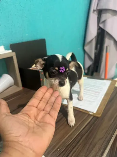 Chihuhaua lindos filhotes