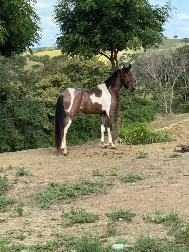 Potro Mangalarga 