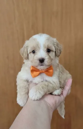 Filhotes de Poodle Toy Macho